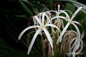 Crinum asiaticum flower2.jpg